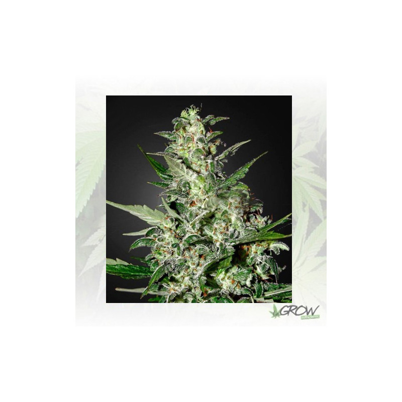 Super Critical Auto Green House Seeds® - 5 Seeds