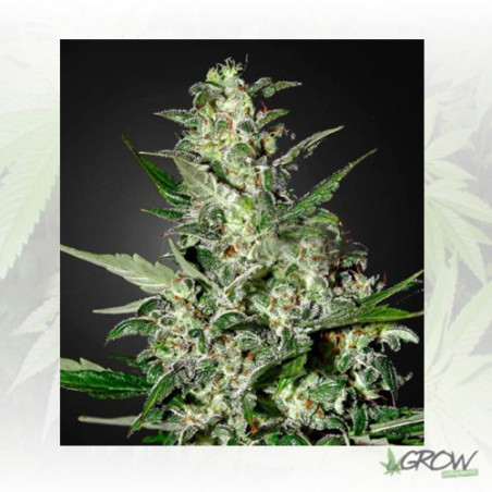 Super Critical Auto Green House Seeds® - 5 Seeds