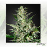 Super Critical Auto Green House Seeds® - 5 Seeds