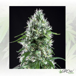 Super Silver Bilbo Genehtik - 1 Seed