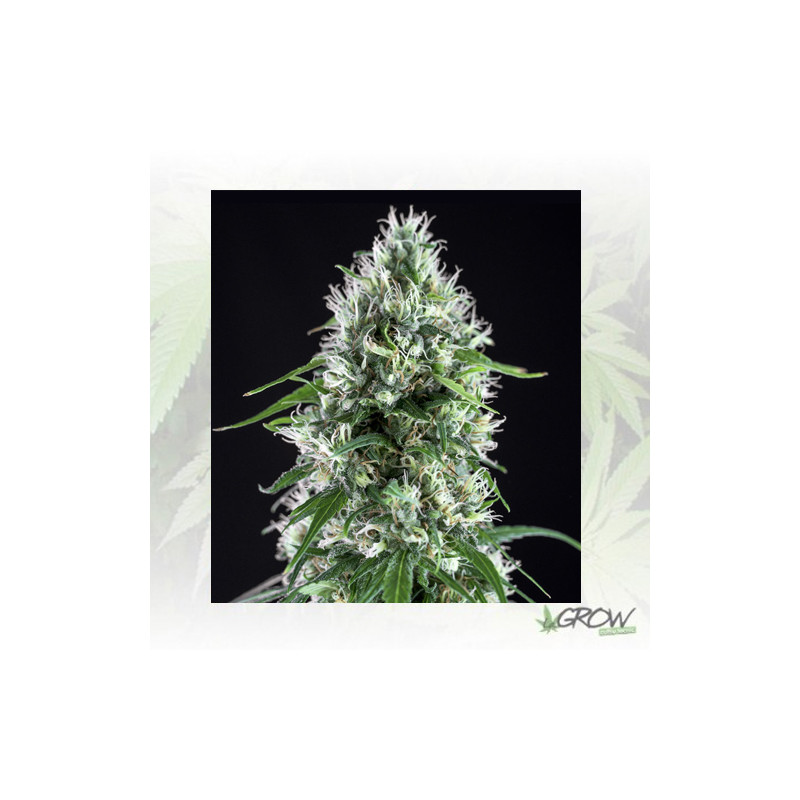 Super Silver Bilbo Genehtik - 1 Seed