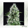 Super Silver Bilbo Genehtik - 1 Seed