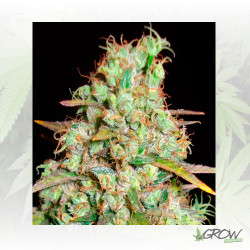 Critical Super Silver Haze Delicious Seed - 3 Seed