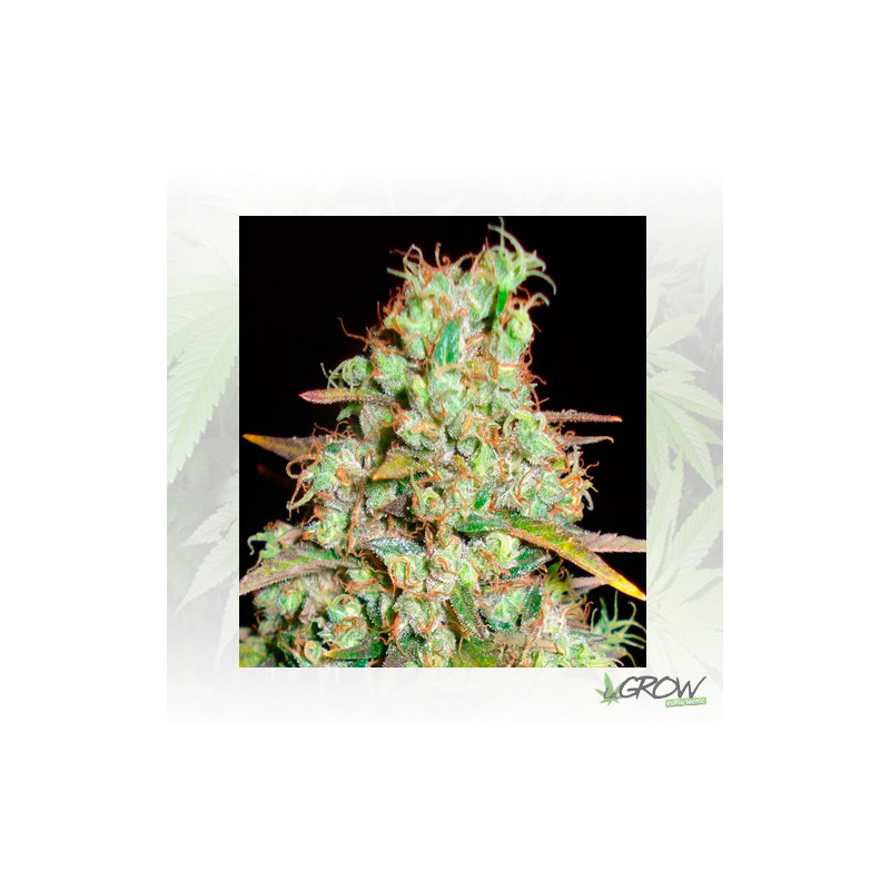 Critical Super Silver Haze Delicious Seed - 3 Seed
