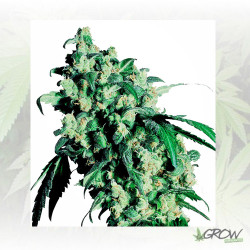 Super Skunk Sensi Seeds - 10 Seeds