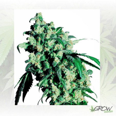 Super Skunk Sensi Seeds - 10 Seeds