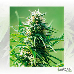 Sweet Tooth Barney's Farm - 5 Seeds