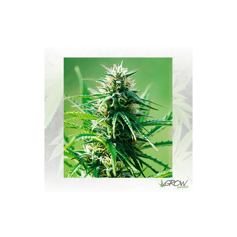 Sweet Tooth Barney's Farm - 5 Seeds