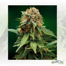 Tangerine Dream Barney's Farm - 5 Seeds