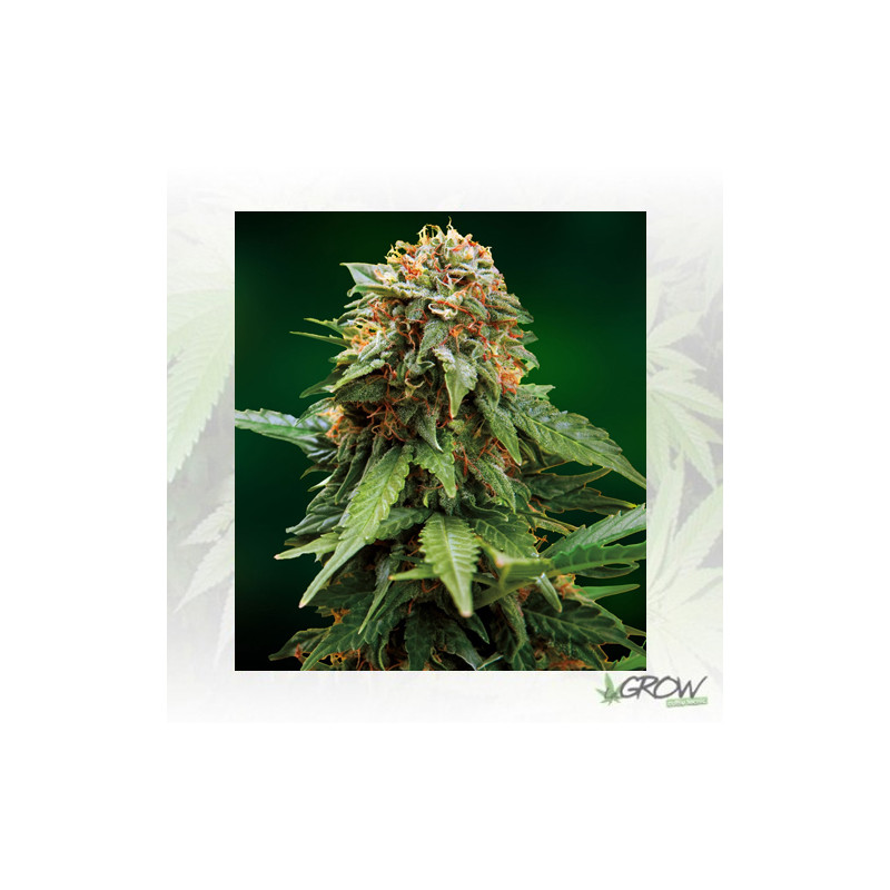 Tangerine Dream Barney's Farm - 5 Seeds