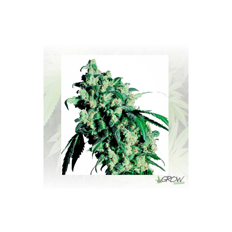 Super Skunk Sensi Seeds - 5 Seeds