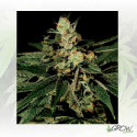 TrainWreck Green House Seeds® - 5 Seeds