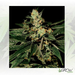 TrainWreck Green House Seeds® - 5 Seeds