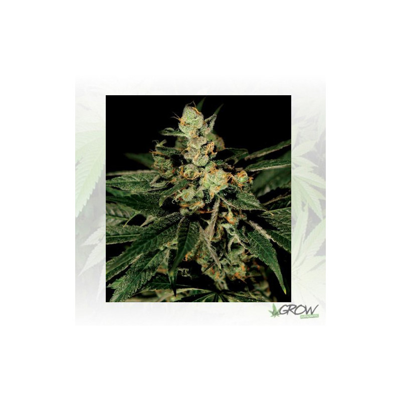 TrainWreck Green House Seeds® - 5 Seeds