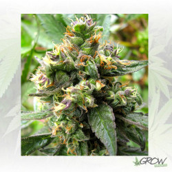 Trance® Dutch Passion - 5 Seeds