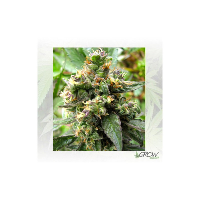 Trance® Dutch Passion - 5 Seeds