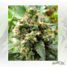 Trance® Dutch Passion - 5 Seeds
