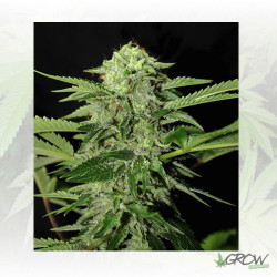 Txees Bilbo Genehtik - 1 Seeds