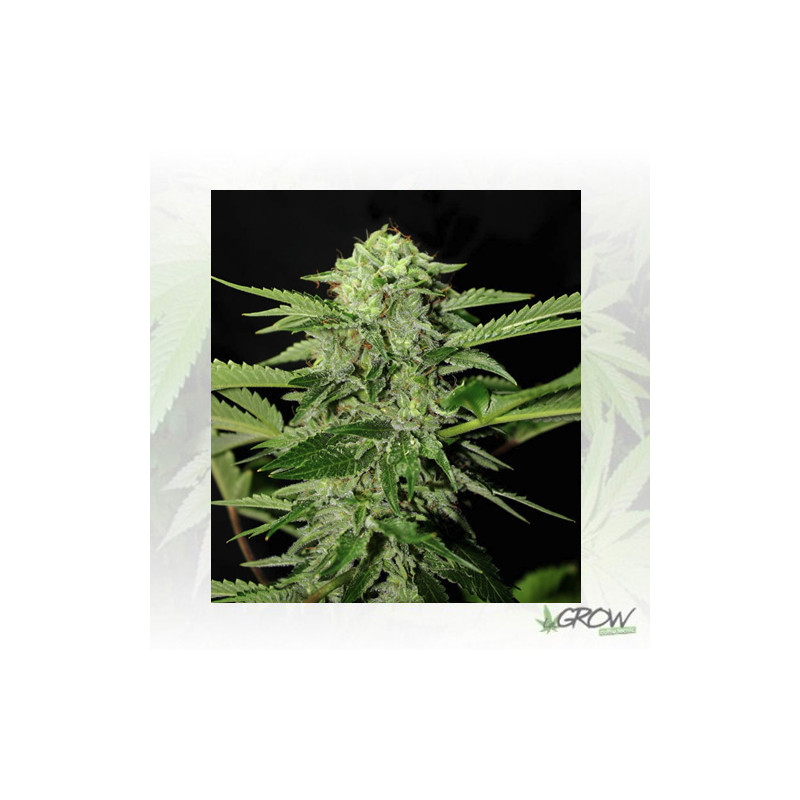 Txees Bilbo Genehtik - 1 Seeds