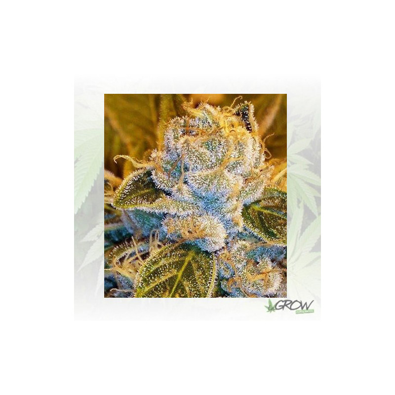 Sour Ripper Ripper Seeds - 5 Seeds