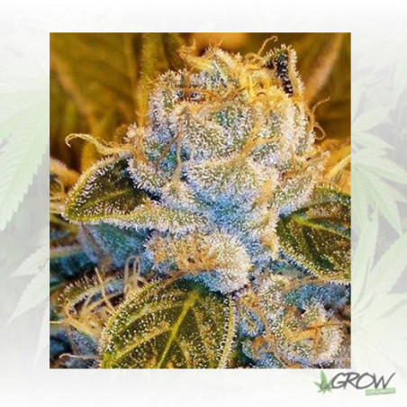 Sour Ripper Ripper Seeds - 5 Seeds