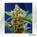 Cream Mandarine XL Auto® Sweet Seeds - 5 Seeds