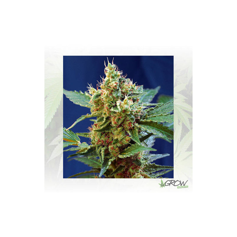 Cream Mandarine XL Auto® Sweet Seeds - 5 Seeds