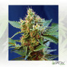 Cream Mandarine XL Auto® Sweet Seeds - 5 Seeds