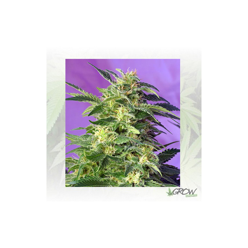 Killer Kush Auto Sweet Seeds - 3 Seeds