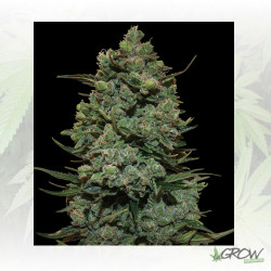 Cookies Kush™ Barneys Farm - 10 Seeds