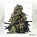 Acid Dough Ripper Seeds - 3 Seeds
