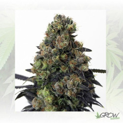Acid Dough Ripper Seeds - 3 Seeds