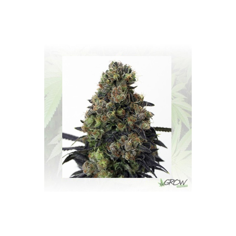 Acid Dough Ripper Seeds - 3 Seeds