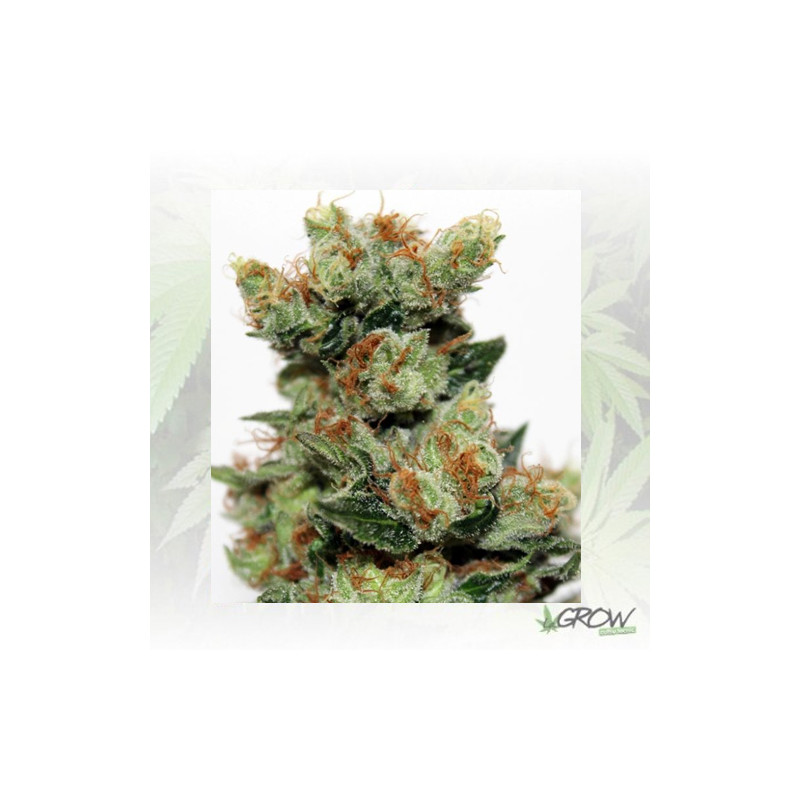 Fuel Og Ripper Seeds - 3 Seeds