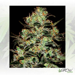 Moby Dick Green House Seeds® - 3 Seeds
