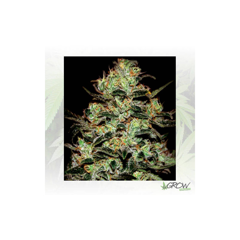 Moby Dick Green House Seeds® - 3 Seeds