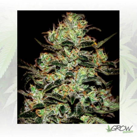 Moby Dick Green House Seeds® - 3 Seeds