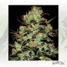 Moby Dick Green House Seeds® - 3 Seeds