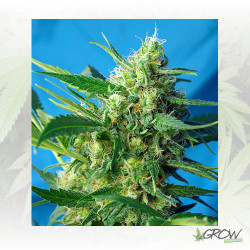 Ice Cool Auto® Sweet Seeds - 5 Seeds