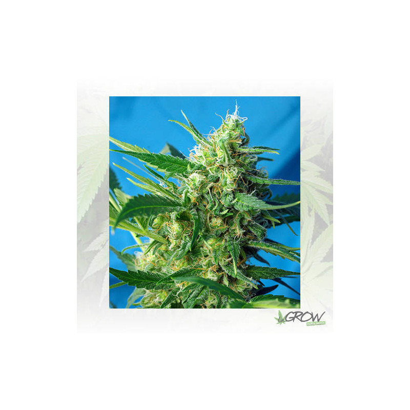Ice Cool Auto® Sweet Seeds - 5 Seeds