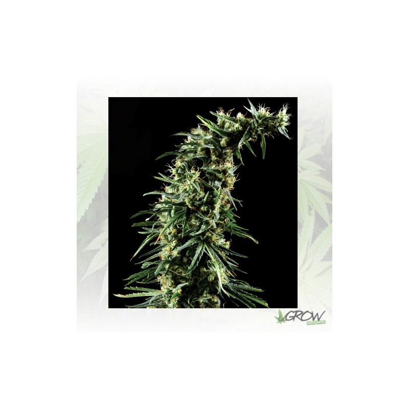 Hawaiian Snow Green House Seeds® - 5 Seeds