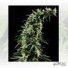 Hawaiian Snow Green House Seeds® - 5 Seeds