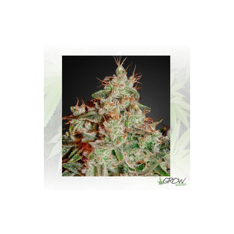 Lemon Skunk Green House Seeds® - 3 Seeds