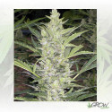 Deimos Auto Buddha Seeds - 1 Seed