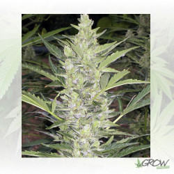 Deimos Auto Buddha Seeds - 1 Seed