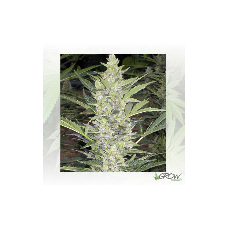 Deimos Auto Buddha Seeds - 1 Seed