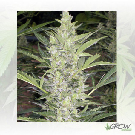 Deimos Auto Buddha Seeds - 1 Seed