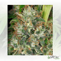 Ed Rosenthal Super Bud® Sensi Seeds - 10 Seeds