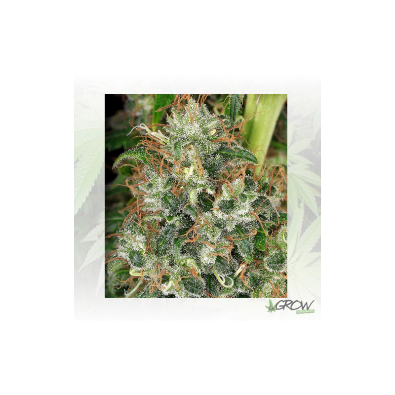 Ed Rosenthal Super Bud® Sensi Seeds - 10 Seeds