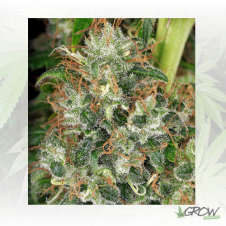Ed Rosenthal Super Bud® Sensi Seeds - 10 Seeds